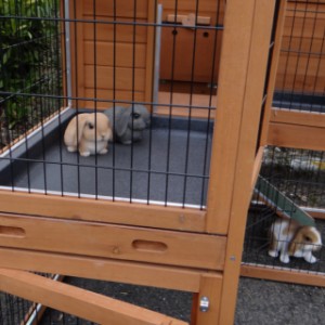 Der Kaninchenstall Maurice bietet viel Spielplatz für Ihre Kaninchen