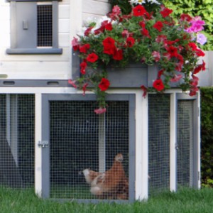 Der Stall für Ihre Hühner Sunshine ist ein Erwerb für Ihre Garten