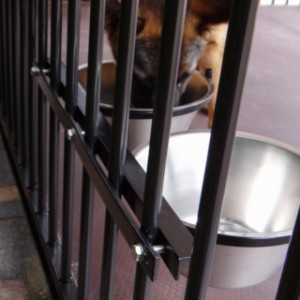 Der Doppelfutternapf kann in einem schwarzen Hundezwinger angebracht werden